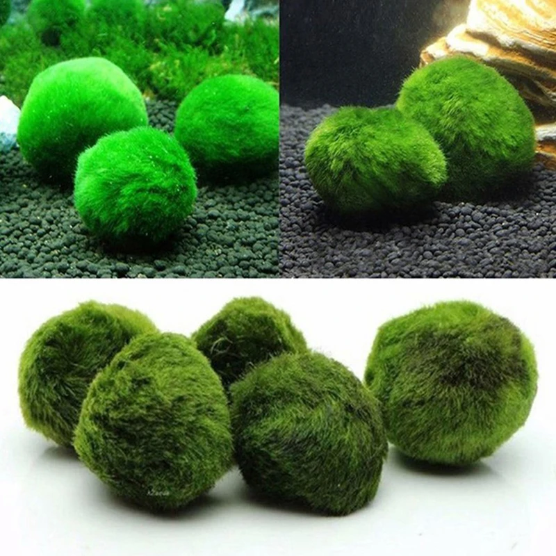 Terrarium Moss Art - 1 szt. Kulki mchu 3-4 cm