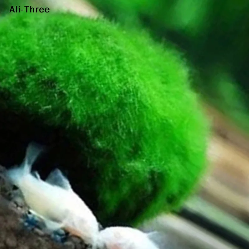 1 szt. Kulki mchu 3-4 cm Żywe  – Terrarium Moss Art recenzja i cena