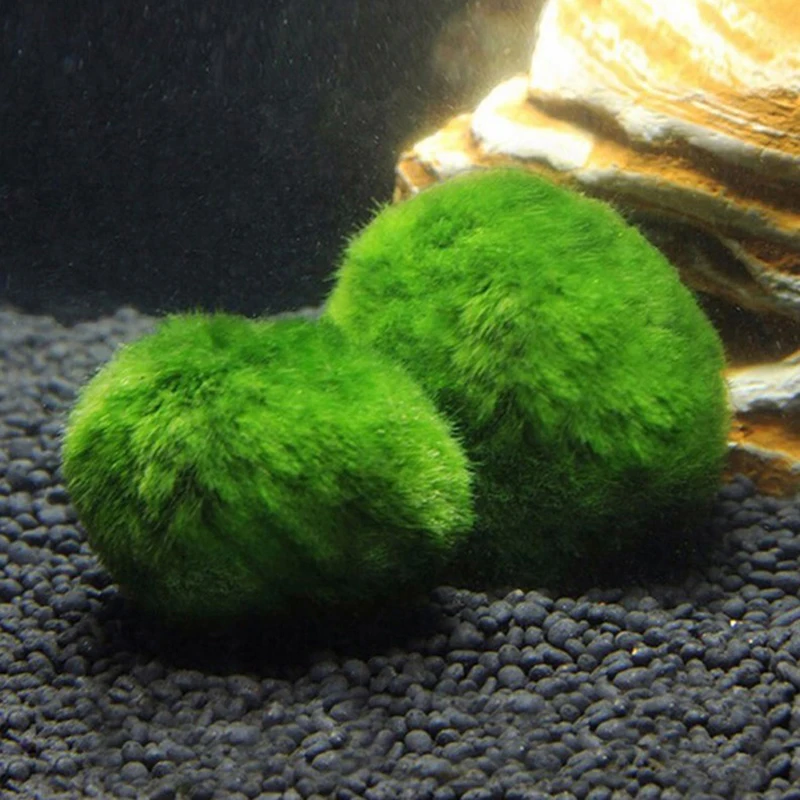 1 szt. Kulki mchu 3-4 cm Żywe  – Terrarium Moss Art recenzja i cena
