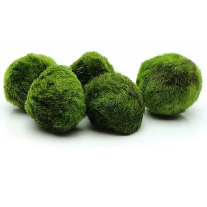 1 szt. Kulki mchu 3-4 cm Żywe  – Terrarium Moss Art recenzja i cena