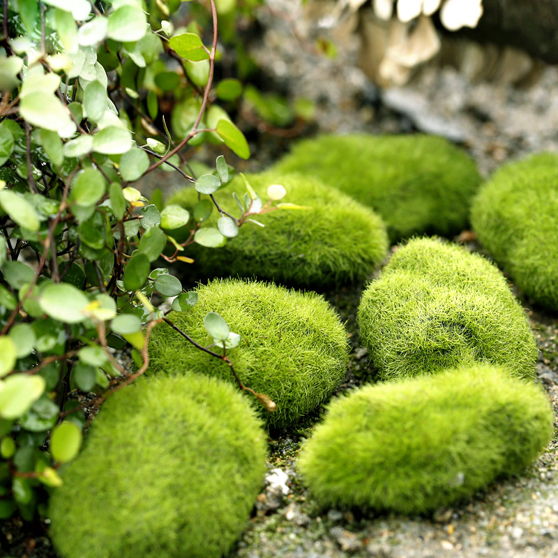 Zielona sztuczna trawa piankow – Terrarium Moss Art recenzja i cena